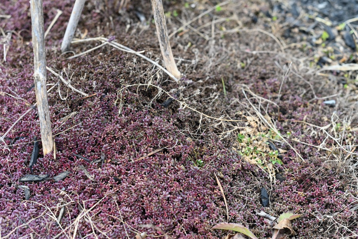 The beginnings of&nbsp;spring