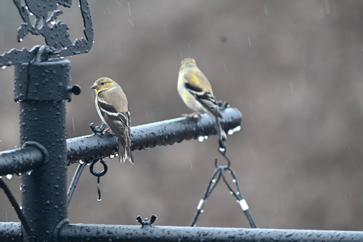 First week of&nbsp;April