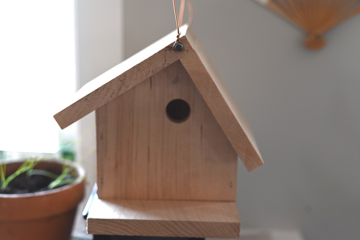 The resilience of house&nbsp;wrens.