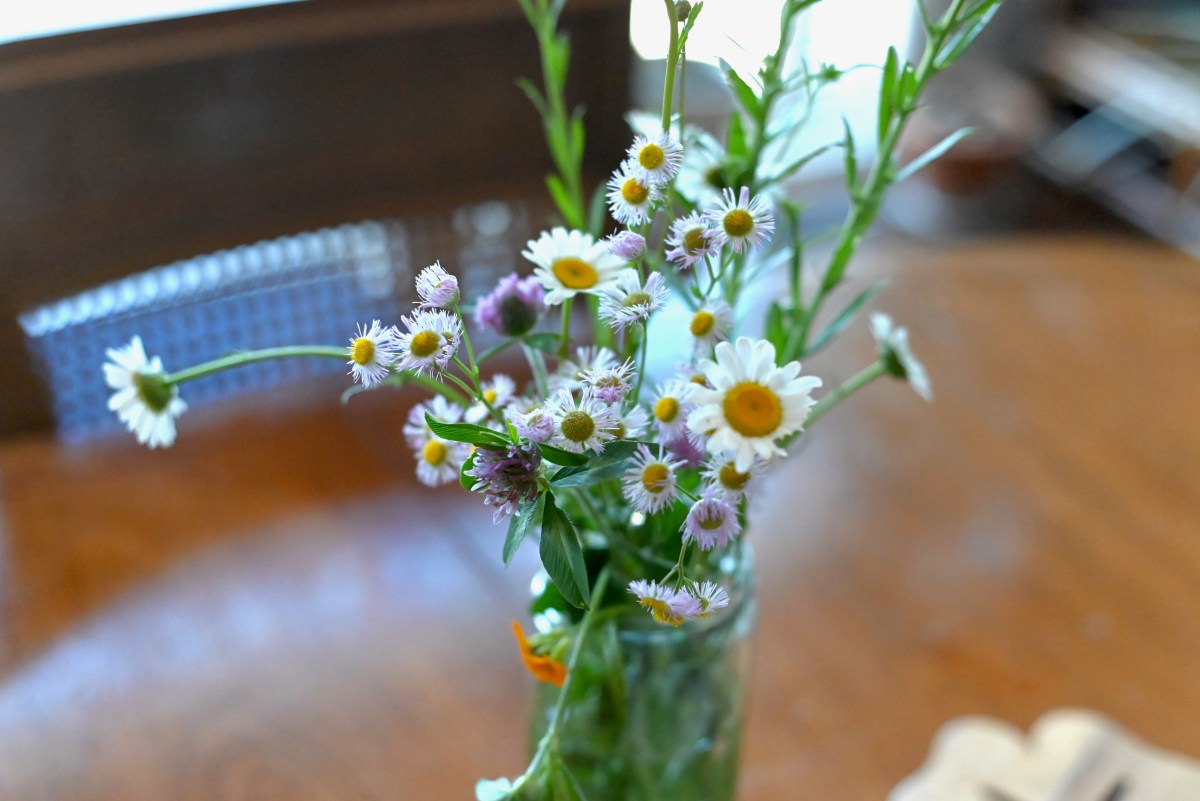 Reflections on gardening in early&nbsp;June